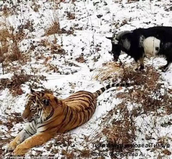 Tiger Befriends Goat After Deciding Not To Eat It (Photos)